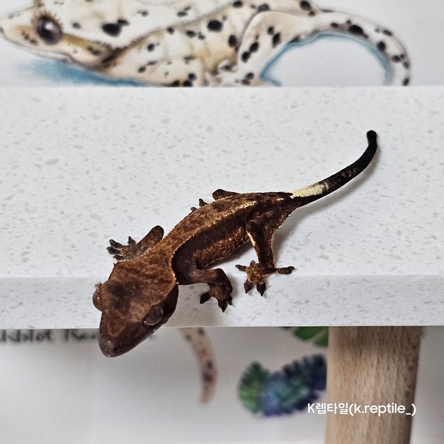 카푸치노