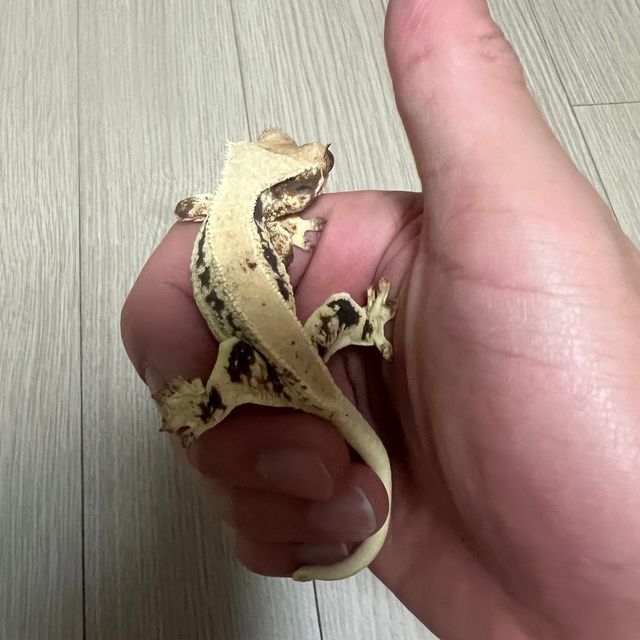 릴리화이트