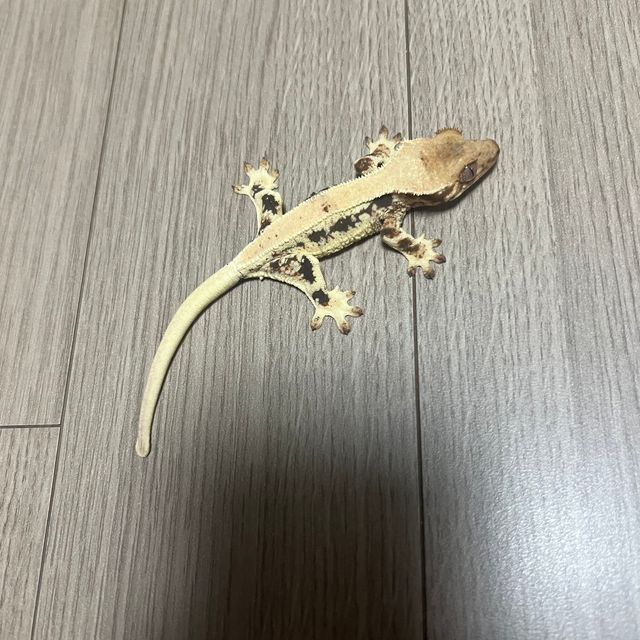 릴리화이트