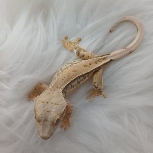 노멀 드리피 화이트스팟 풀핀