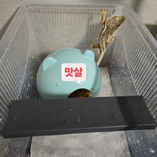 레드 릴리화이트