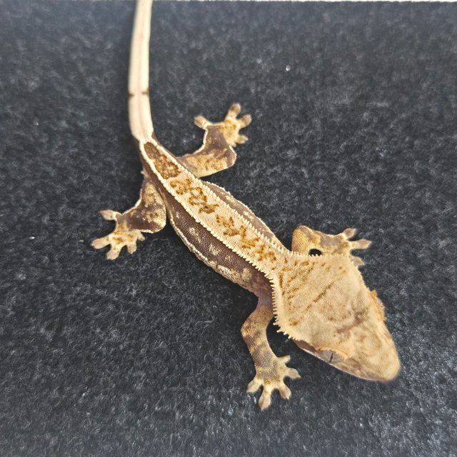 노멀 풀핀 핀스트라이프 쿼드