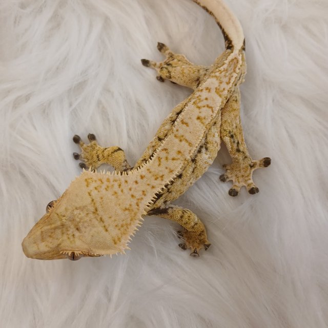 노멀 드리피 화이트스팟