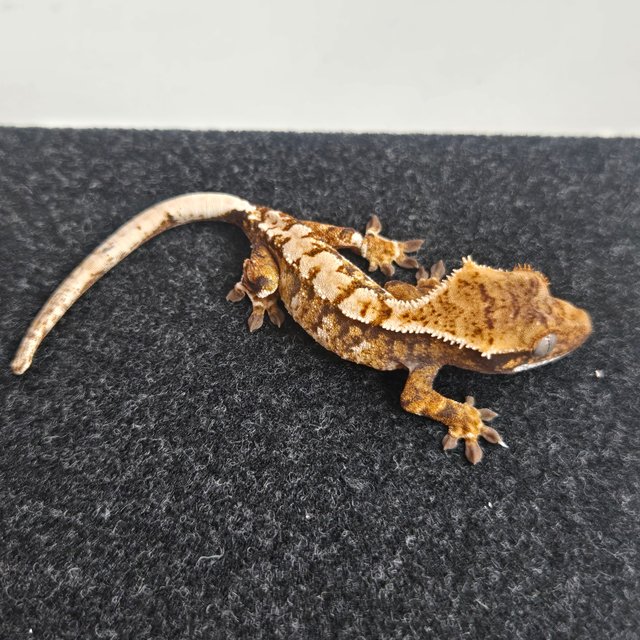 트라이 노멀 익스트림할리퀸