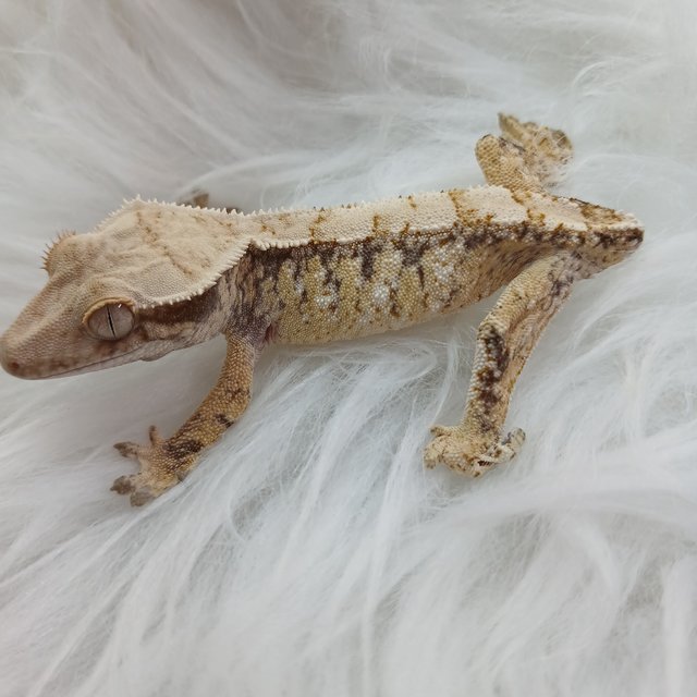 노멀 트라이 드리피 화이트스팟