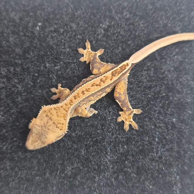 노멀 풀핀 핀스트라이프