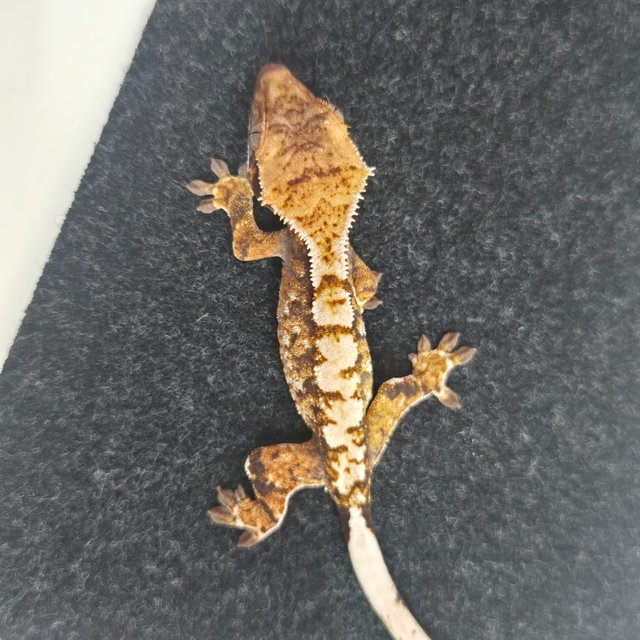 트라이 노멀 익스트림할리퀸