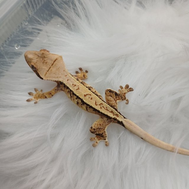 노멀 풀핀 트라이 익스트림할리퀸