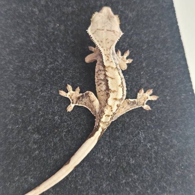 노멀 트라이 화이트스팟