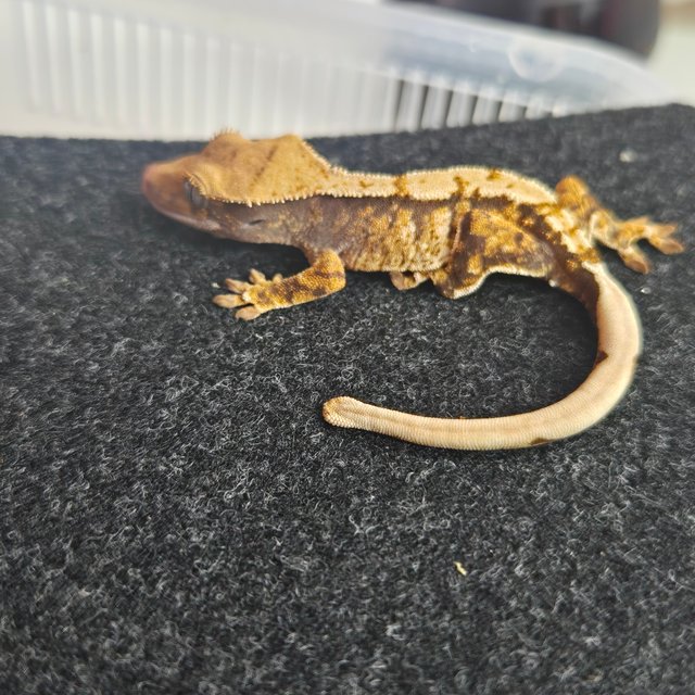 노멀 트라이 화이트스팟