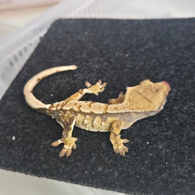 노멀 트라이 화이트스팟