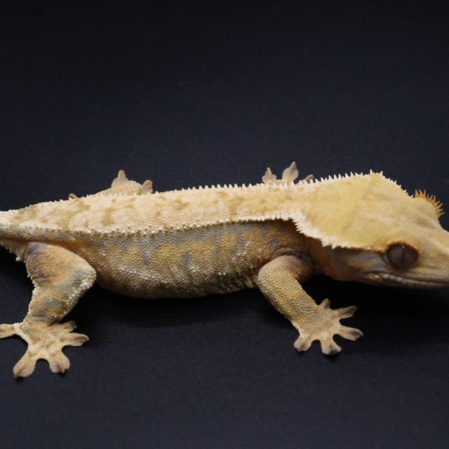 노멀 트라이 익스트림할리퀸