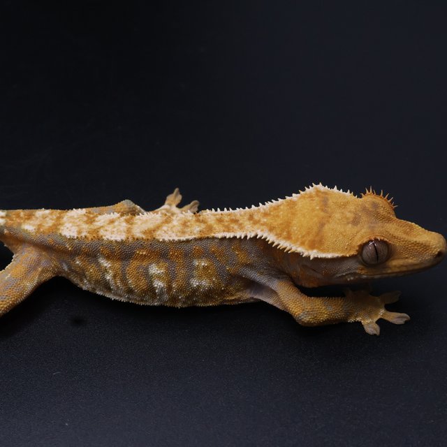 노멀 트라이 익스트림할리퀸