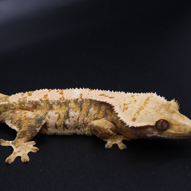 노멀 트라이 익스트림할리퀸