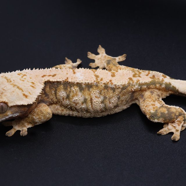 노멀 트라이 익스트림할리퀸