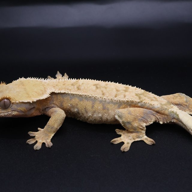 노멀 트라이 익스트림할리퀸