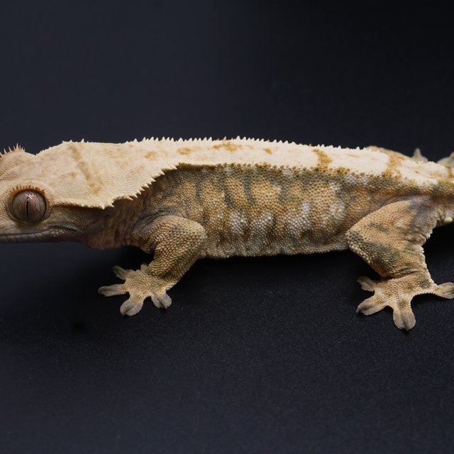 노멀 트라이 익스트림할리퀸