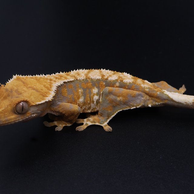 노멀 트라이 익스트림할리퀸