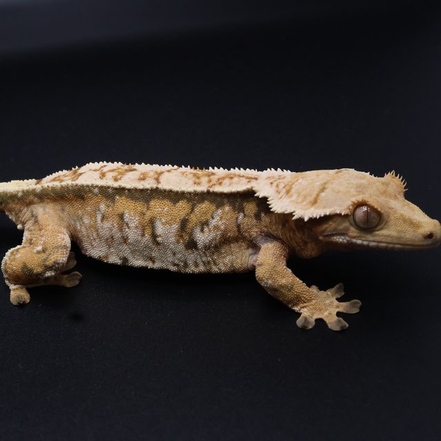 노멀 트라이 익스트림할리퀸