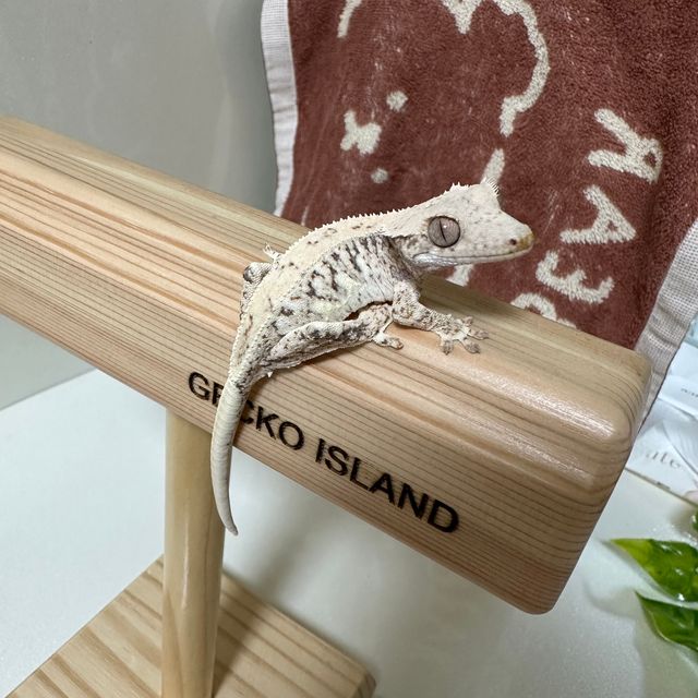 릴리화이트 트라이