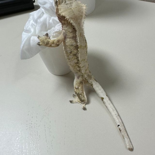 노멀