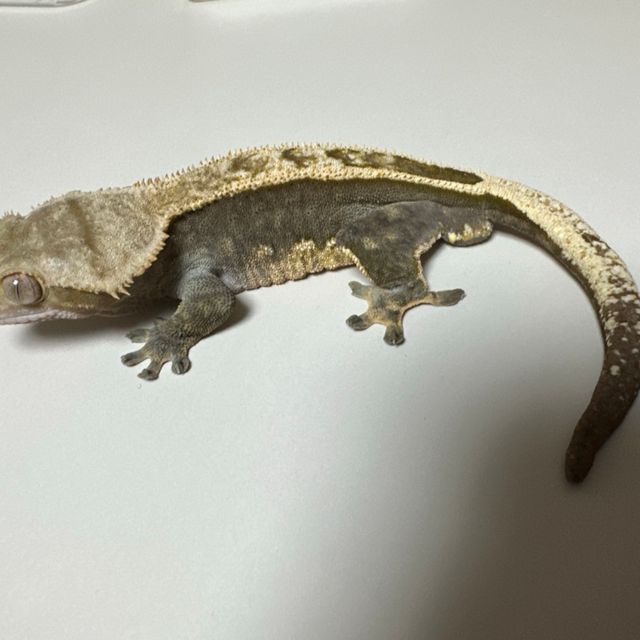 100%헷아잔틱