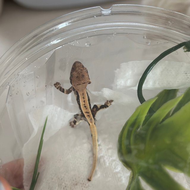 릴리화이트 풀핀 트라이