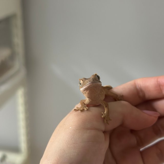 레드 바이 화이트포트홀