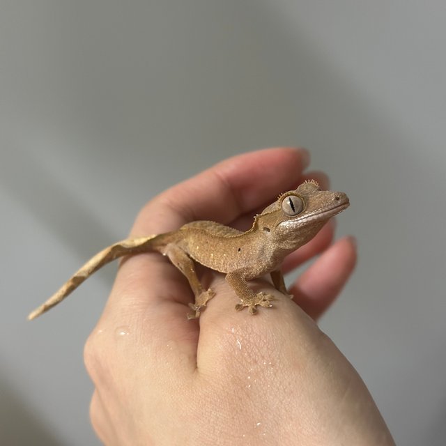 레드 바이 화이트포트홀