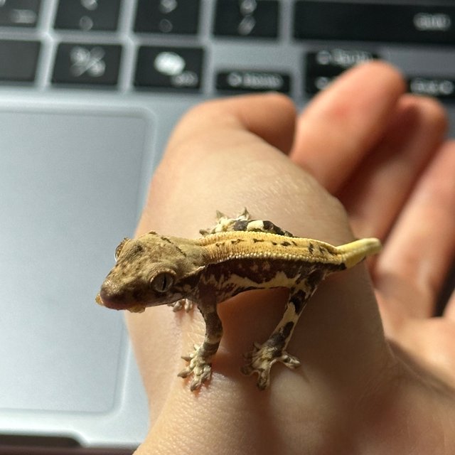 릴리화이트 풀핀 트라이