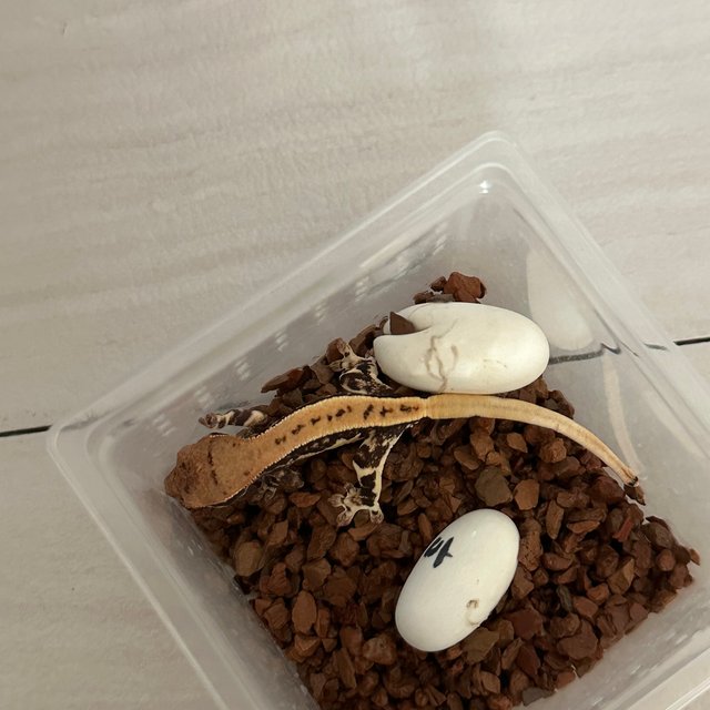 릴리화이트 풀핀 트라이