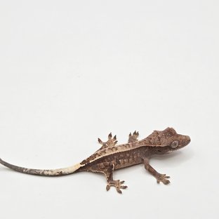 핀스트라이프 트라이 익스트림할리퀸 카푸치노