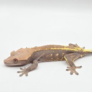 트라이 카푸치노 핀스트라이프