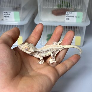 아사피아*에르메스 2차