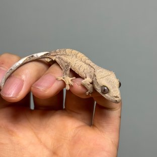 팬텀 브린들 벅스킨