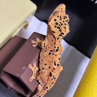 슈퍼달마시안 달마시안