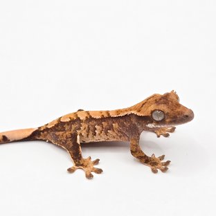 트라이 익스트림할리퀸 화이트스팟 노멀