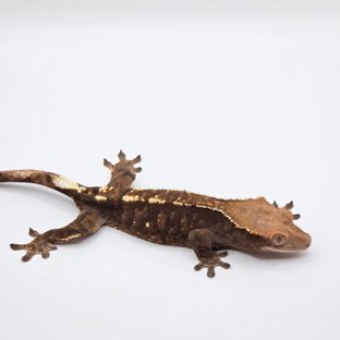 다크 트라이 카푸치노 핀스트라이프