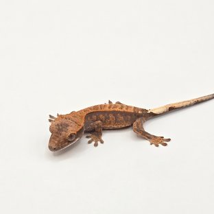 트라이 카푸치노