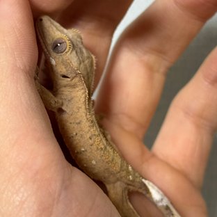 팬텀 브린들 벅스킨