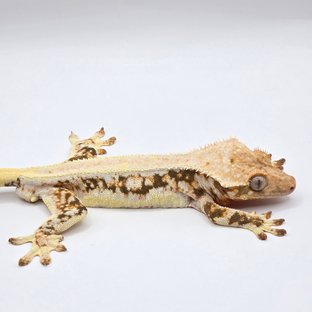 트라이 릴리화이트 솔리드백