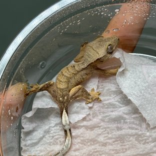 팬텀 브린들 벅스킨