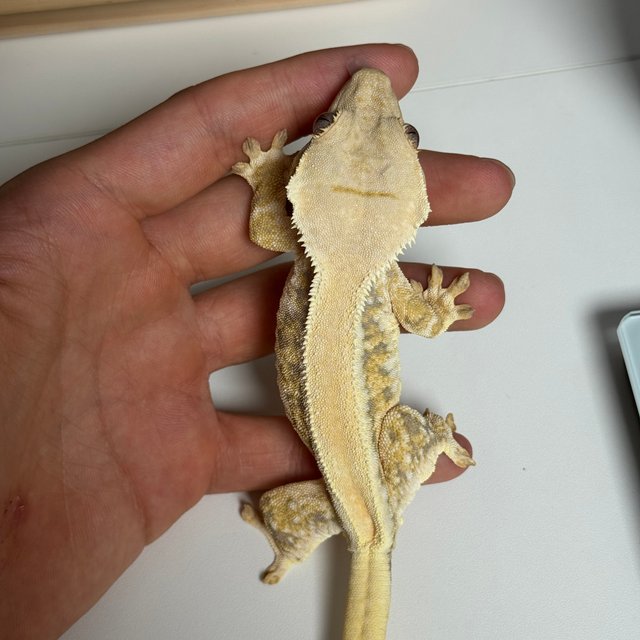 트라이 솔리드백 풀핀 릴리화이트