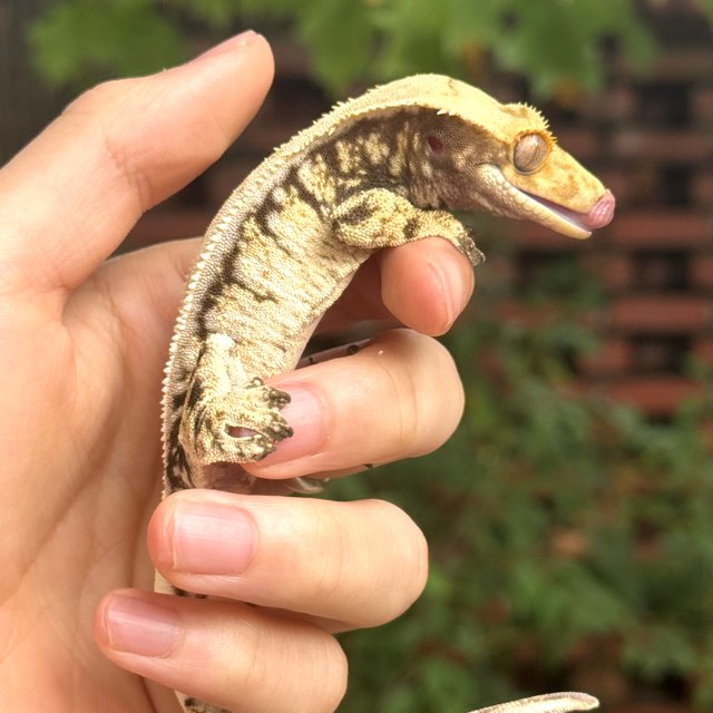 노멀 드리피 화이트스팟