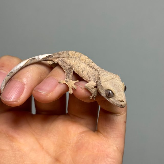 팬텀 브린들 벅스킨