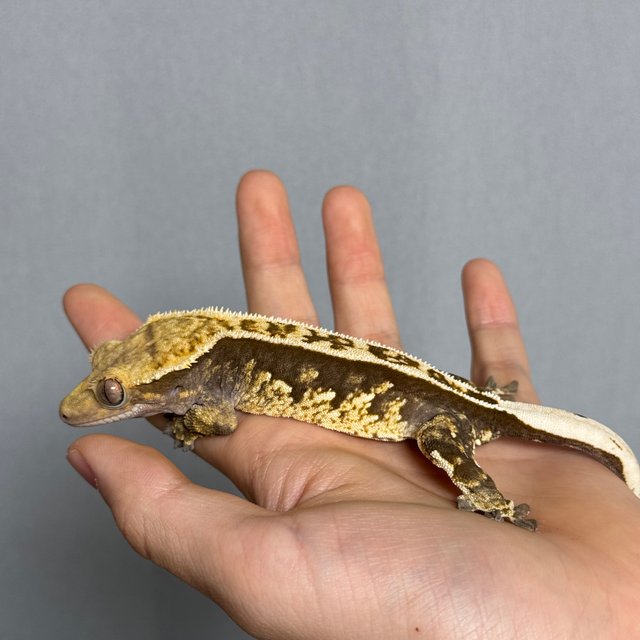 노멀 쿼드 핀스트라이프 풀핀