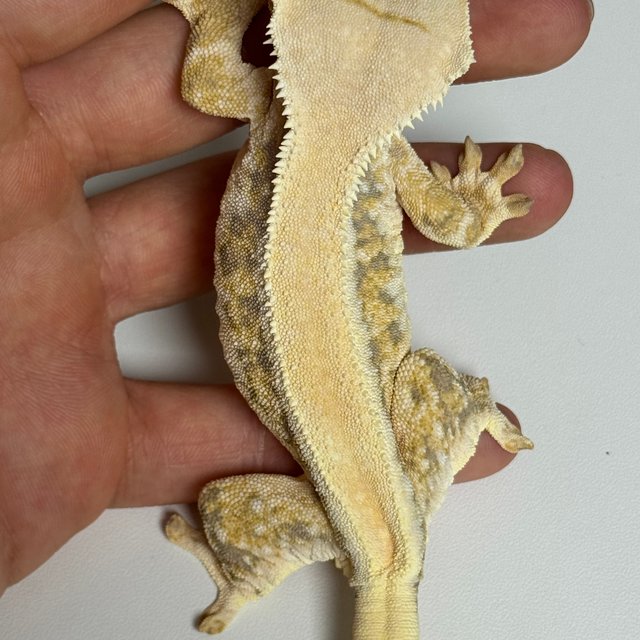 트라이 솔리드백 풀핀 릴리화이트