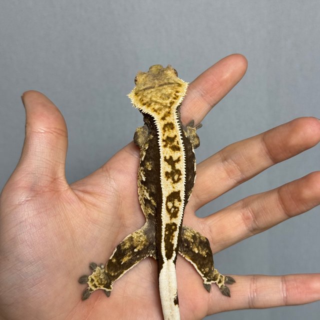 노멀 쿼드 핀스트라이프 풀핀