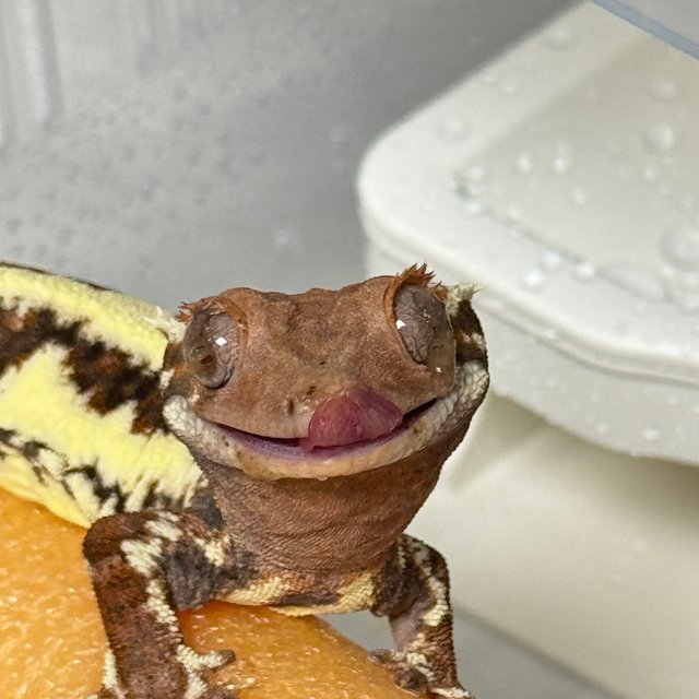 프라푸치노 풀핀