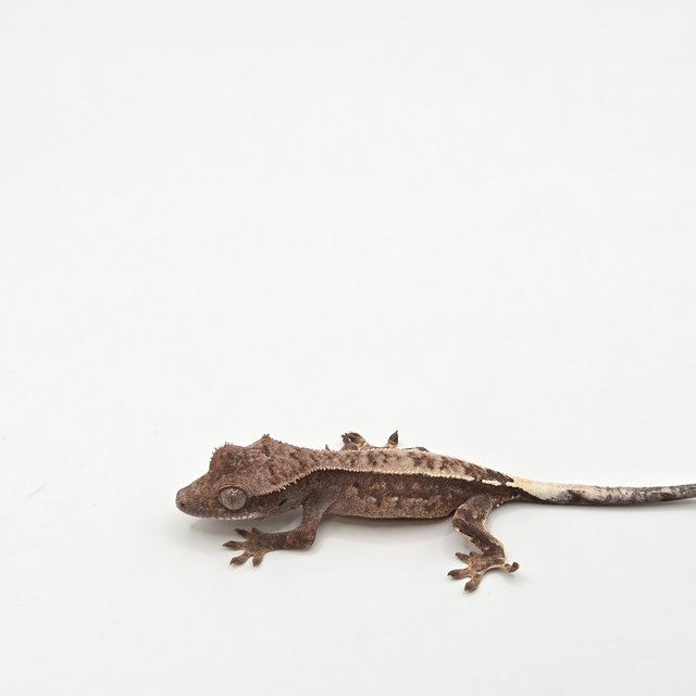 핀스트라이프 트라이 익스트림할리퀸 카푸치노